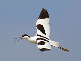 Vogels spotten Kluut