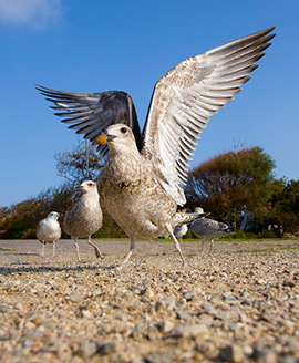 Vogels spotten Meeuw