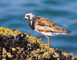Vogels spotten Steenloper